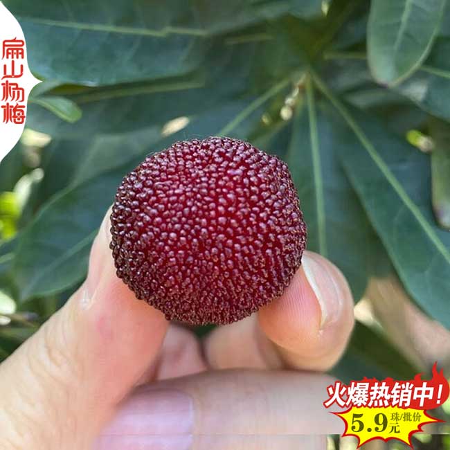 浙江早熟楊梅果