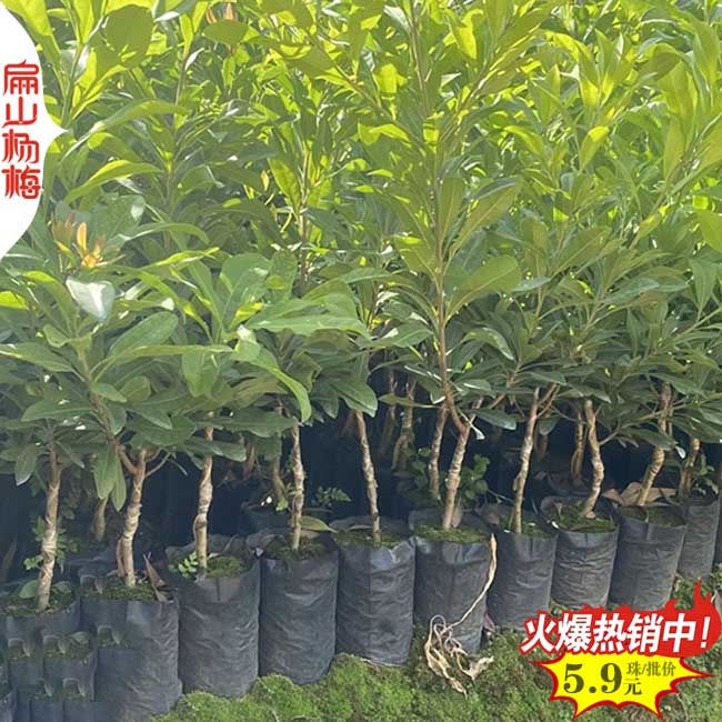 浙江特早熟楊梅苗