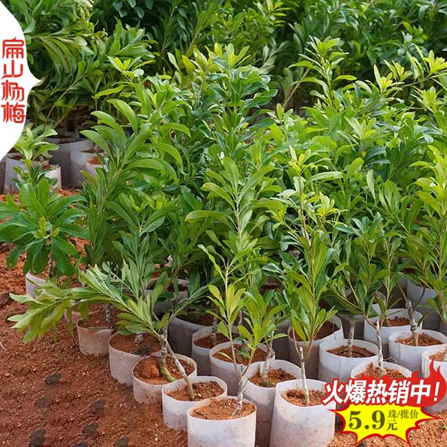 烏蘇楊梅中杯苗