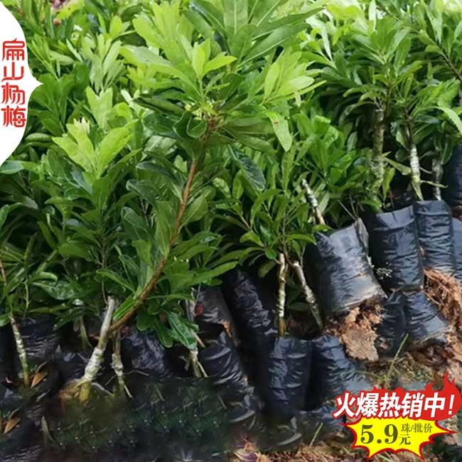 晚熟楊梅小杯苗批發(fā)