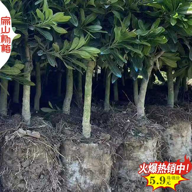 寧德矮化楊梅中杯苗