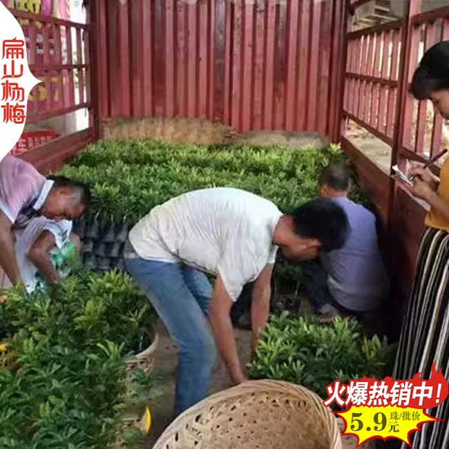 泉州水晶楊梅苗培育基地