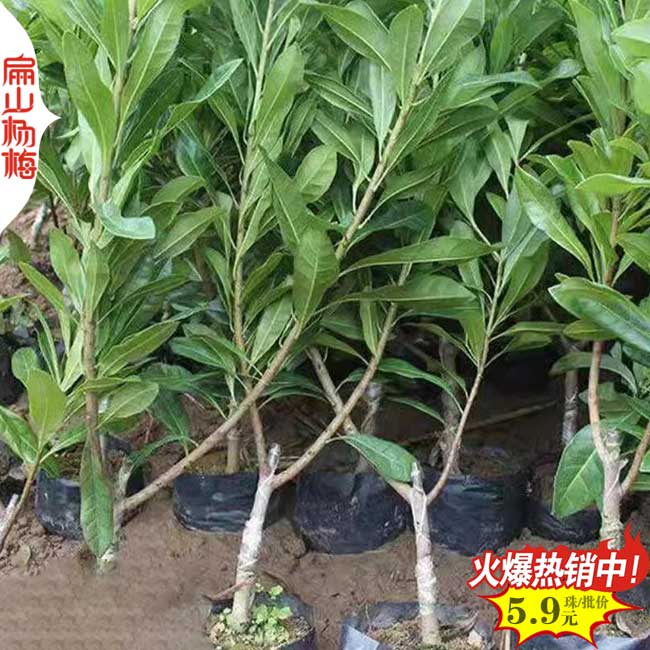 H黑高峰 福建楊梅苗基地 福建漳州東魁水晶楊梅苗38元/珠