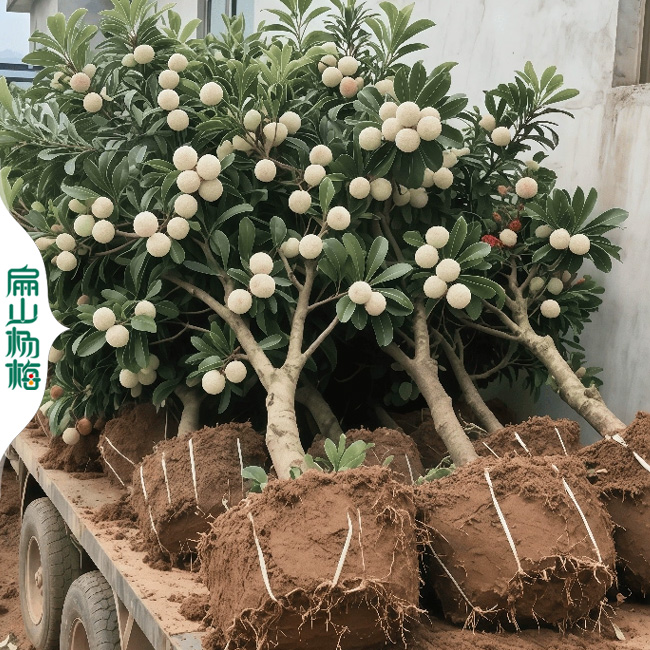 福建水晶黑高峰裸根苗 寧德1年小楊梅綠化工程苗木30CM-扁山楊梅苗