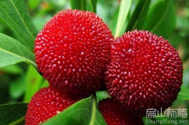 大北海賣(mài)楊梅苗培育基地批發(fā) 適合種植港銀海合浦海城2元
