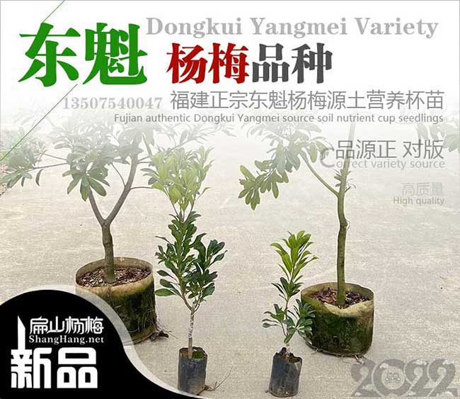 珠海東魁楊梅苗批發(fā)