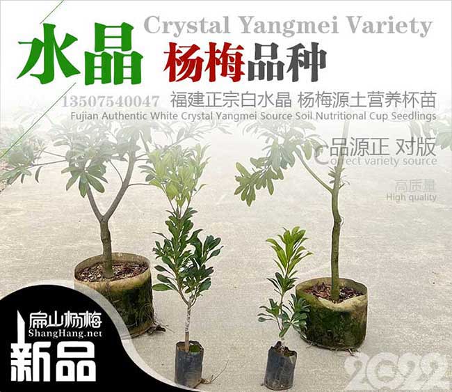480元一斤福建純白水晶楊梅果回收價格 白沙楊梅苗市場批發(fā)