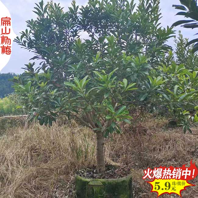 三亞楊梅苗批發(fā)