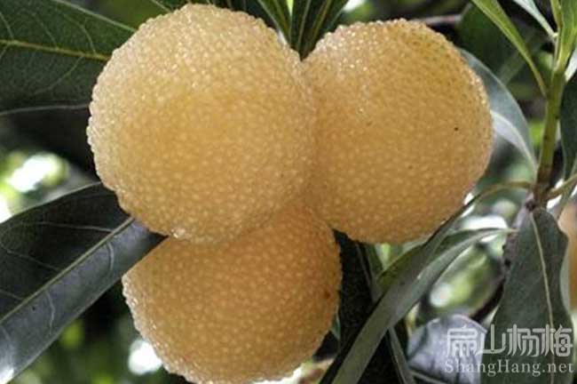 漳州楊梅種植基地