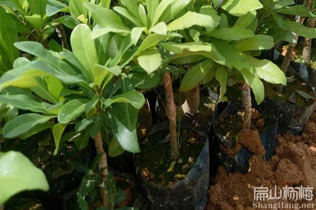 麗水1年水晶楊梅苗批發(fā)