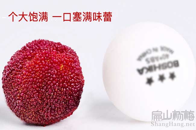 湖北大楊梅苗批發(fā)