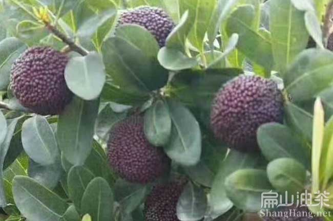霞浦楊梅苗批發(fā)