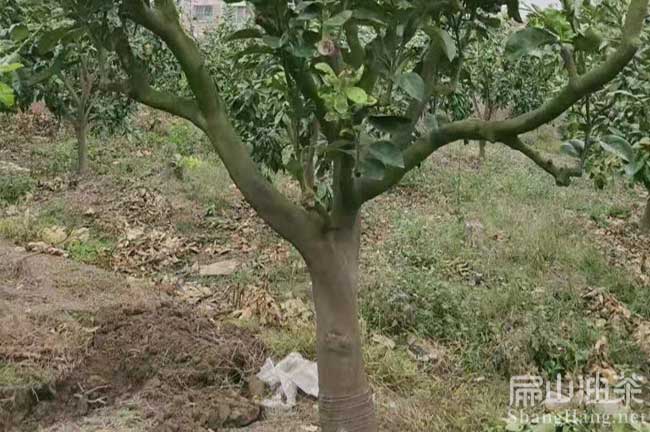 玉林柚子苗批發(fā)