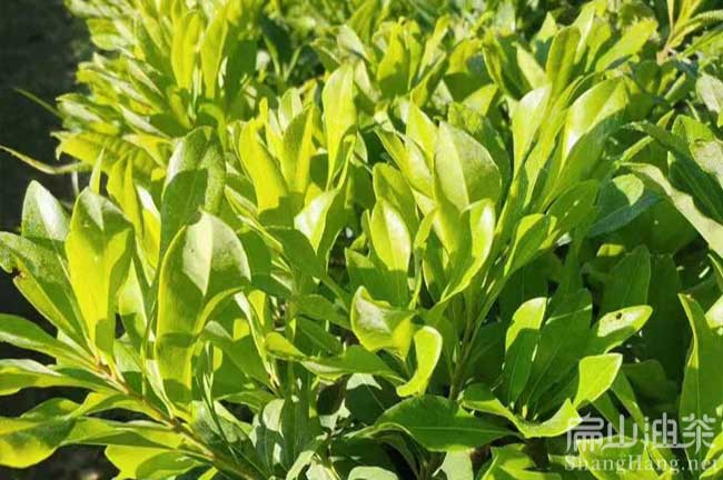 上杭楊梅種植基地