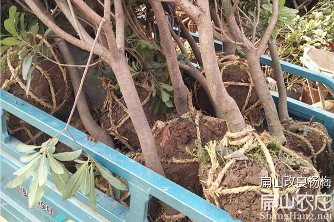 長泰楊梅樹