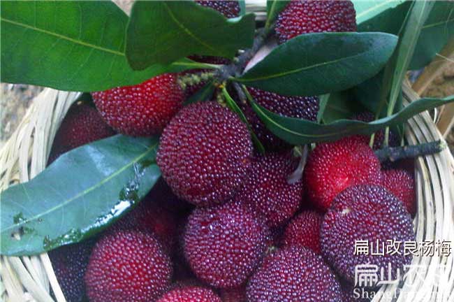 云霄楊梅苗批發(fā)