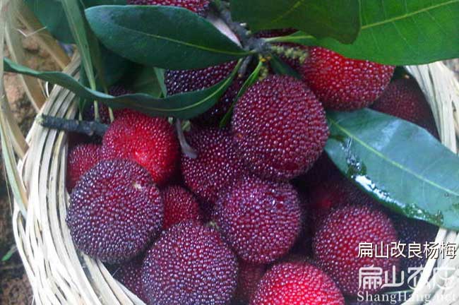 溫州東魁楊梅苗批發(fā)