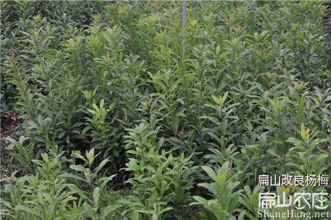 龍川楊梅苗批發(fā)