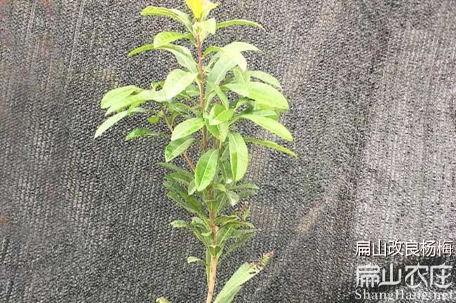 南平楊梅樹(shù)批發(fā)