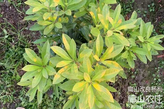 浙江東魁楊梅苗批發(fā)