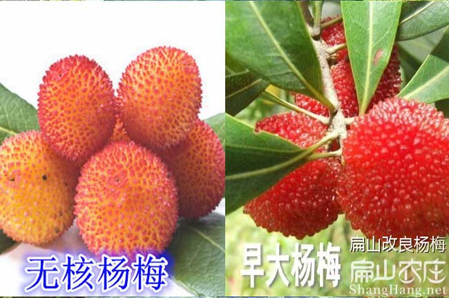 龍巖楊梅苗批發(fā)