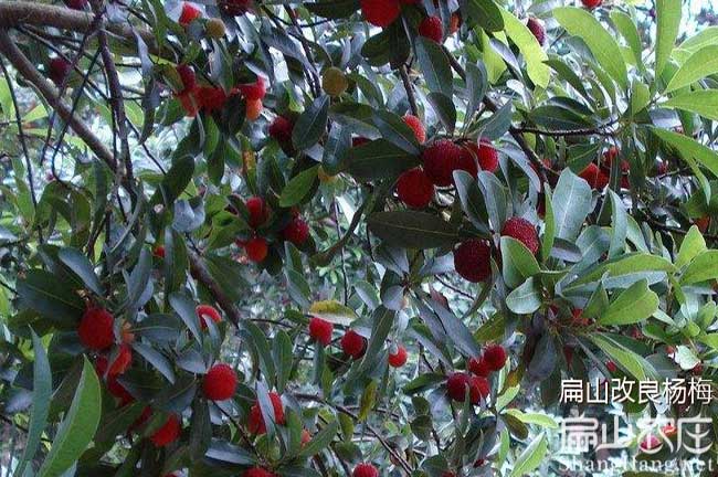 臺(tái)州楊梅種植基地