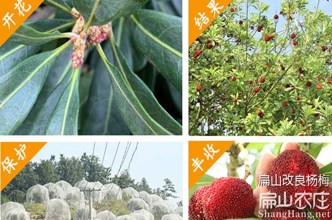 湖南楊梅種植技術(shù)