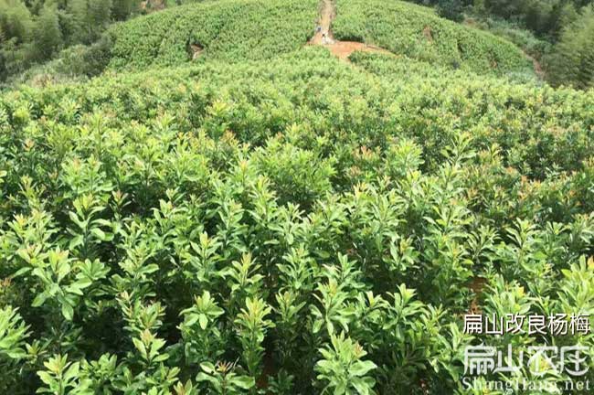 湘潭水晶楊梅種植