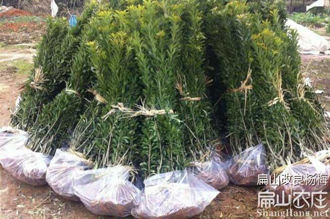 永定東魁楊梅苗批發(fā)
