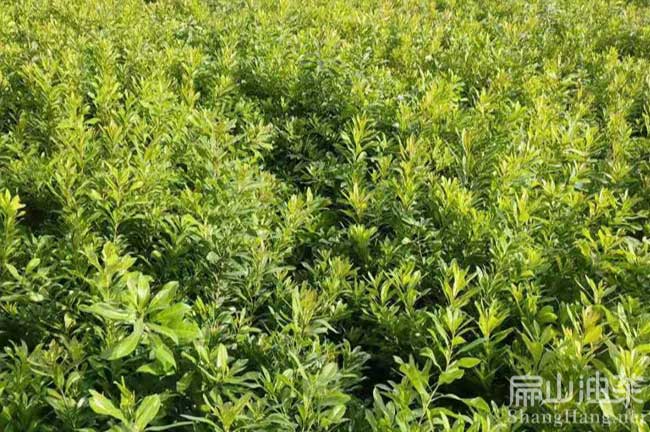 岳陽大黑炭楊梅苗