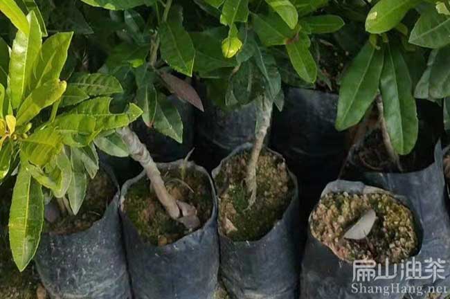 懷化楊梅種植基地