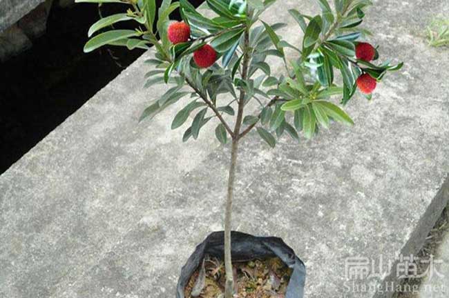 東魁掛果楊梅苗