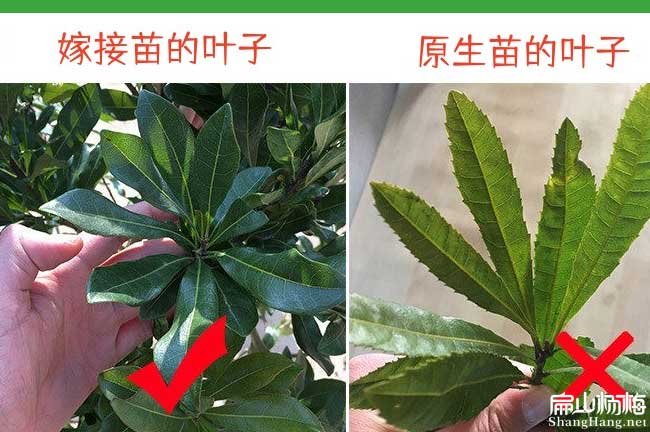 云南原生楊梅苗