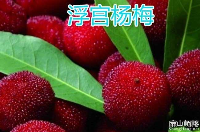 仙居浮宮楊梅大果 仙居浮宮楊梅大果