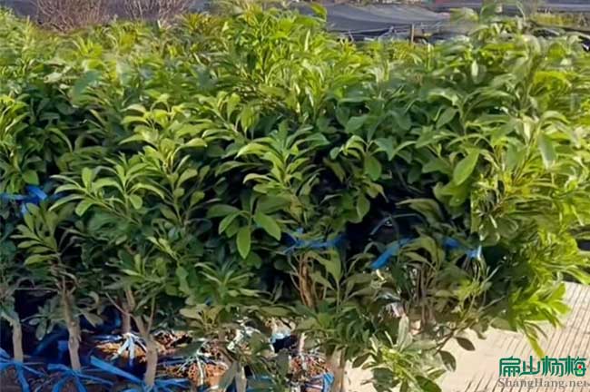 寧德楊梅苗培育銷售種植基地N寧德楊梅苗批發(fā)福鼎壽寧福安