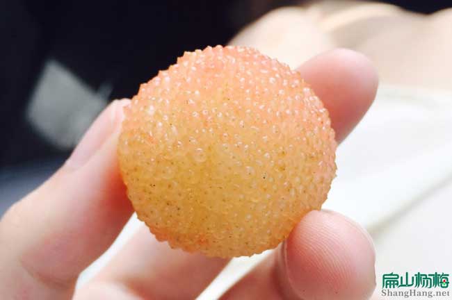 福建水晶楊梅