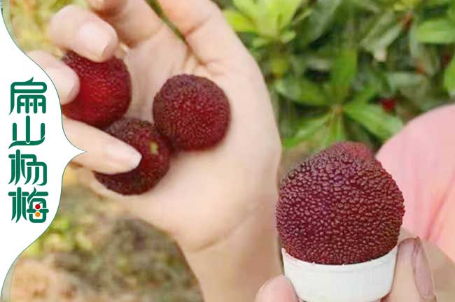 涵江散養(yǎng)糧食土雞批發(fā)涵江土雞苗基地