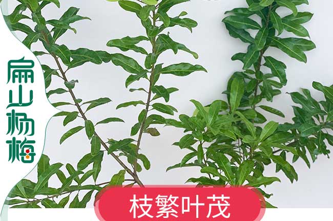 鹽城小楊梅苗