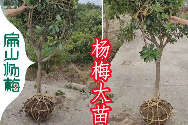 黃巖1年楊梅苗批發(fā) 黃巖1年楊梅苗批發(fā)