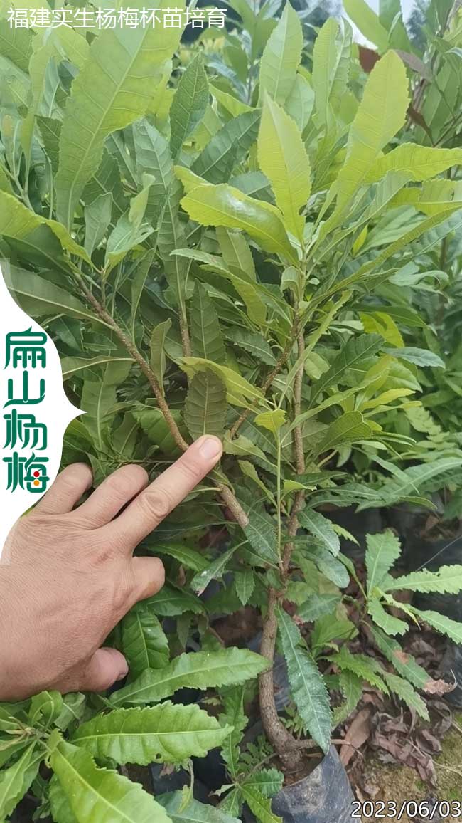 實(shí)生楊梅小杯苗