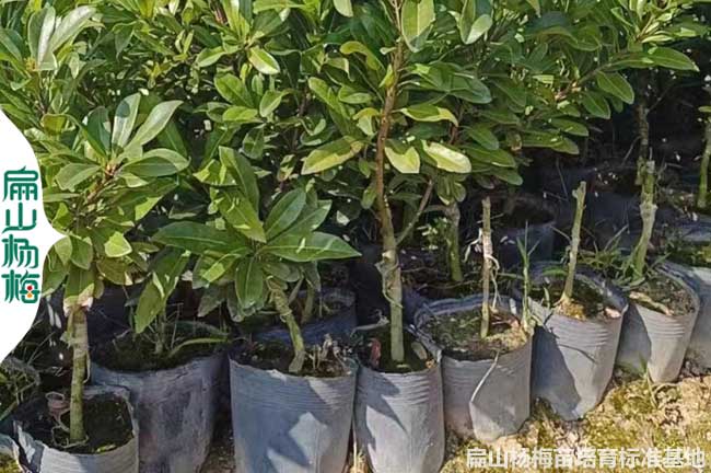 黃岡2年楊梅小杯苗批發(fā)
