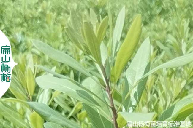 眉山嫁接東魁楊梅苗