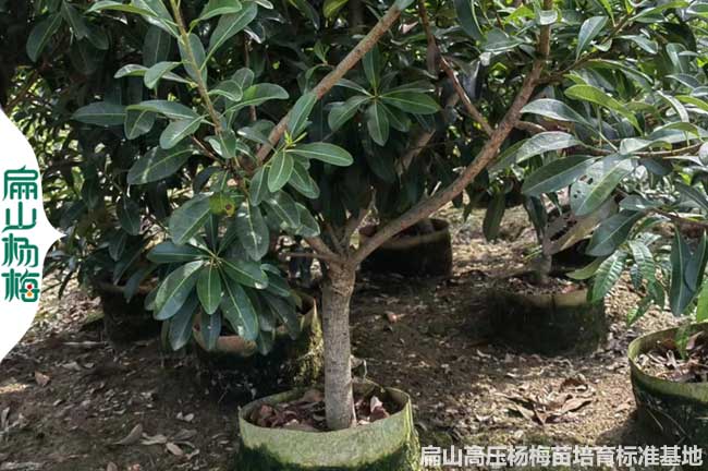 上饒高壓楊梅苗批發(fā)