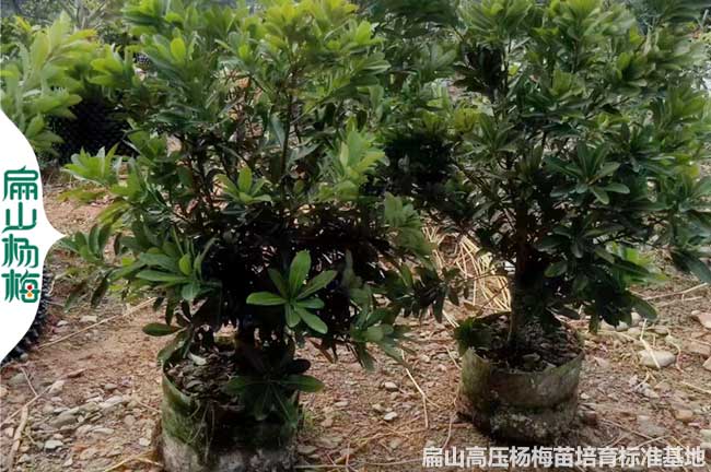 50公分矮化浙江高壓楊梅苗培育 金華臺州仙居黃巖5年大杯苗