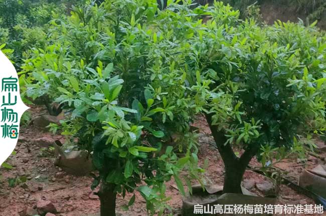 貴州東魁楊梅高度苗