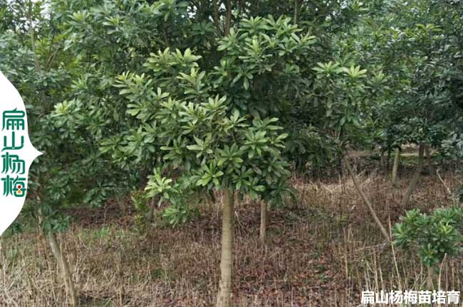 桂林永樹冠楊梅苗