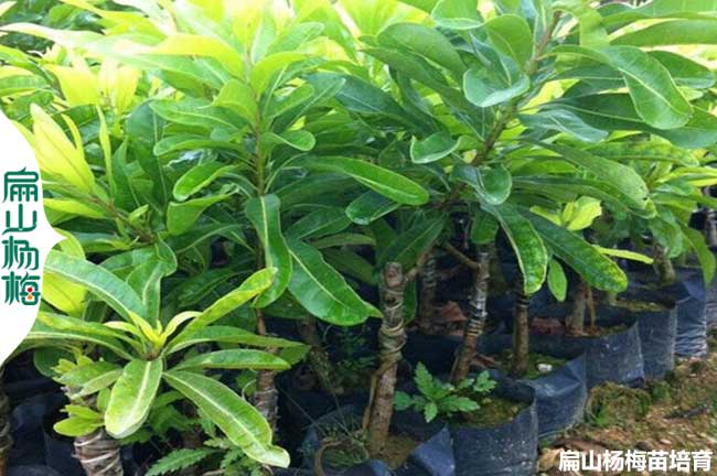 浙江有名楊梅樹(shù)苗 批發(fā)金華臺(tái)州臨海仙居黃巖1-3-2年小杯苗