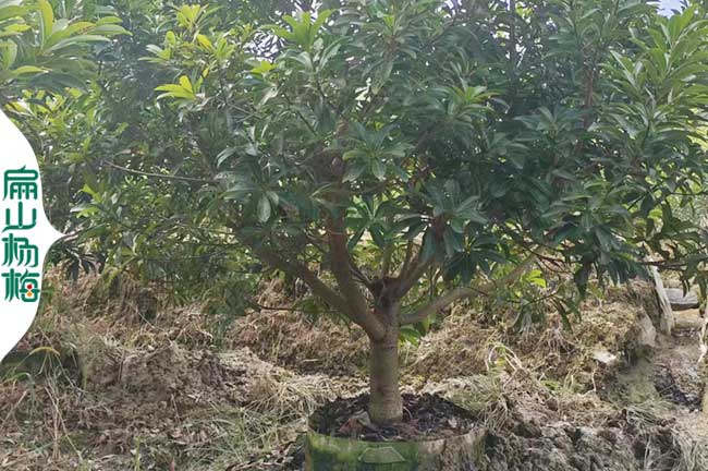 來吧特大楊梅果實(shí)大杯苗 昭通昆明德宏油茶小苗培育 50厘米
