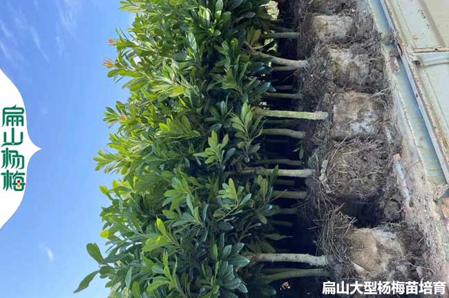 廣西永樹(shù)冠楊梅大杯苗
