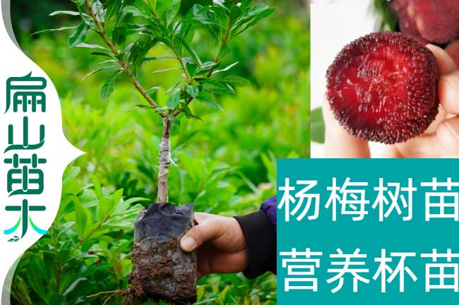 怒江楊梅營養(yǎng)杯苗